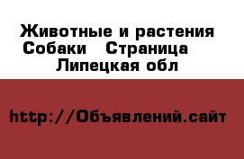 Животные и растения Собаки - Страница 2 . Липецкая обл.